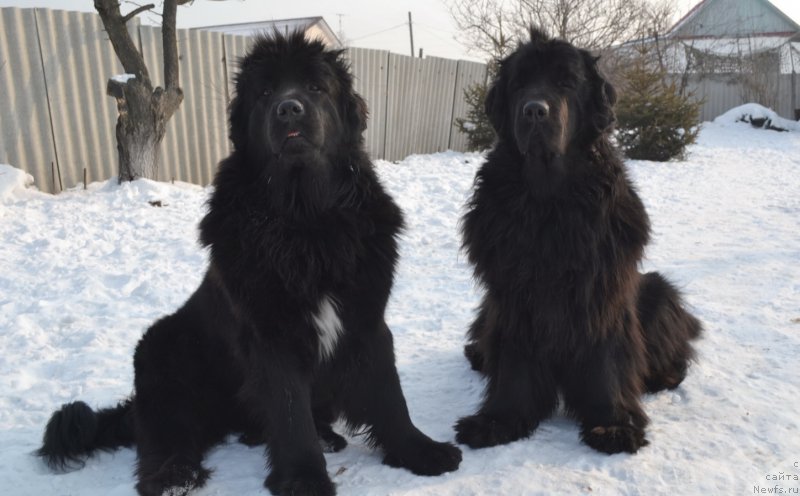 Фото: ньюфаундленд Талисман Моря Мишель, ньюфаундленд I'm Little Princess Midnight Bear