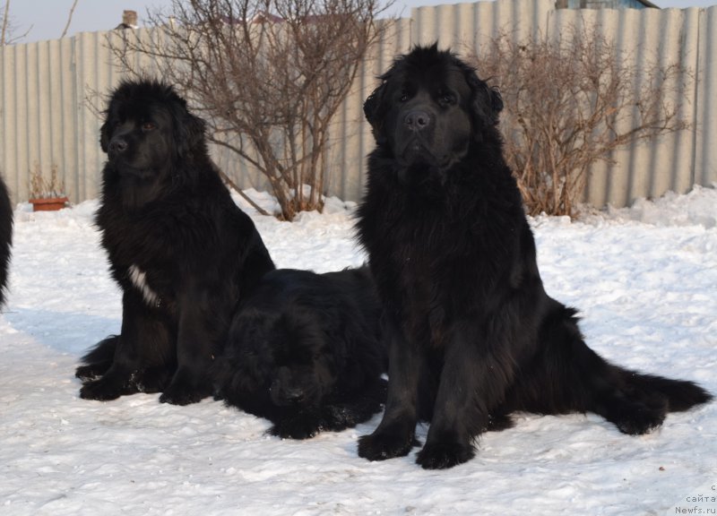 Фото: ньюфаундленд Талисман Моря Мишель, ньюфаундленд I'm Little Princess Midnight Bear, ньюфаундленд Талисман Моря Магия Волн