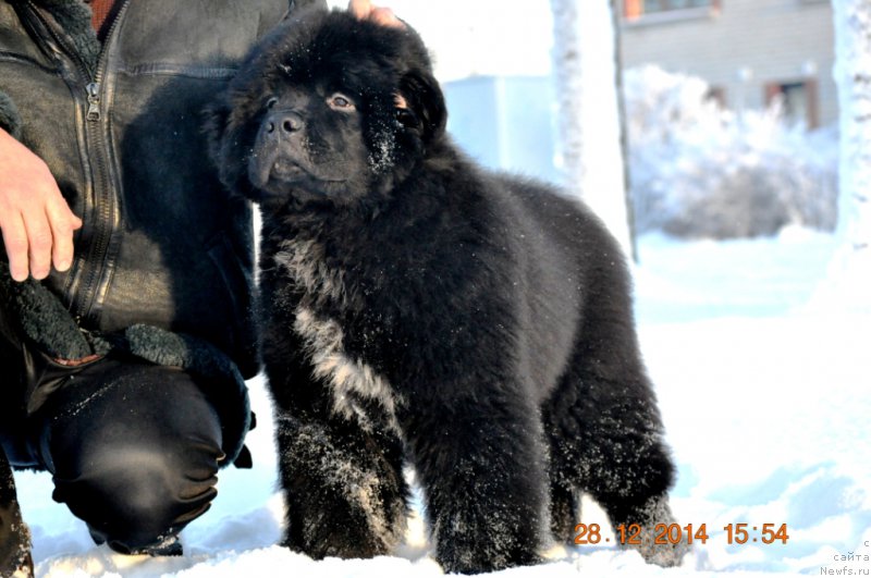 Фото: ньюфаундленд Баллада Звездного Дара с Берега Дона (Ballada Zvezdnogo Dara s Berega Dona)