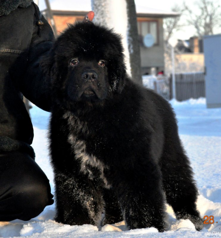 Фото: ньюфаундленд Баллада Звездного Дара с Берега Дона (Ballada Zvezdnogo Dara s Berega Dona)