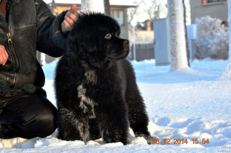 Фото: ньюфаундленд Баллада Звездного Дара с Берега Дона (Ballada Zvezdnogo Dara s Berega Dona)
