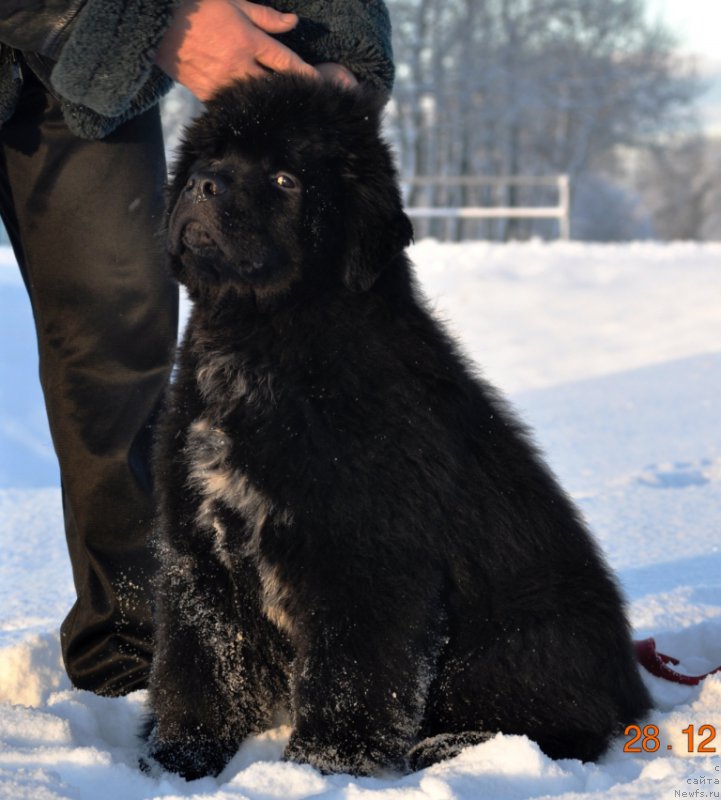 Фото: ньюфаундленд Баллада Звездного Дара с Берега Дона (Ballada Zvezdnogo Dara s Berega Dona)