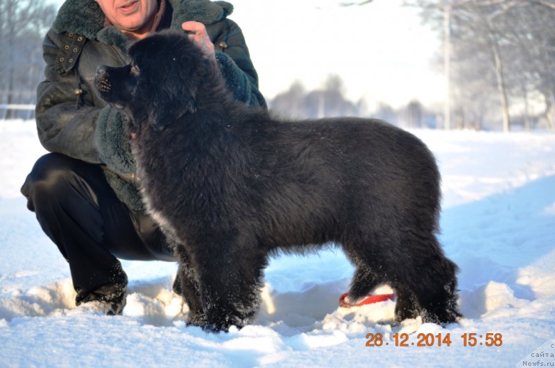 Фото: ньюфаундленд Баллада Звездного Дара с Берега Дона (Ballada Zvezdnogo Dara s Berega Dona)