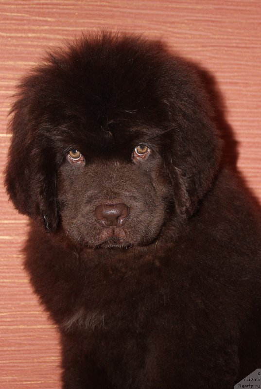 Фото: ньюфаундленд Наоми Таголири фор Браунблад (Naomi Tagoliri for Brouwnblood)