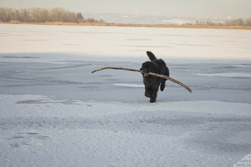 Фото: ньюфаундленд Львиное Сердце
