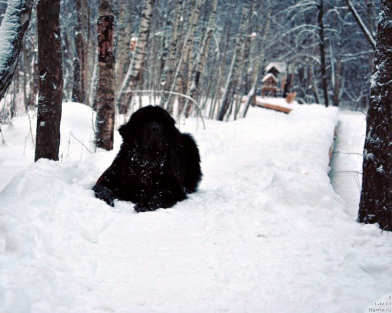 Фото: ньюфаундленд Черный Чанк с Берега Дона (Chernyj Chank s Berega Dona)