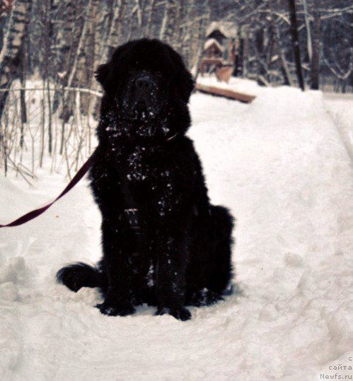 Фотография № 171282