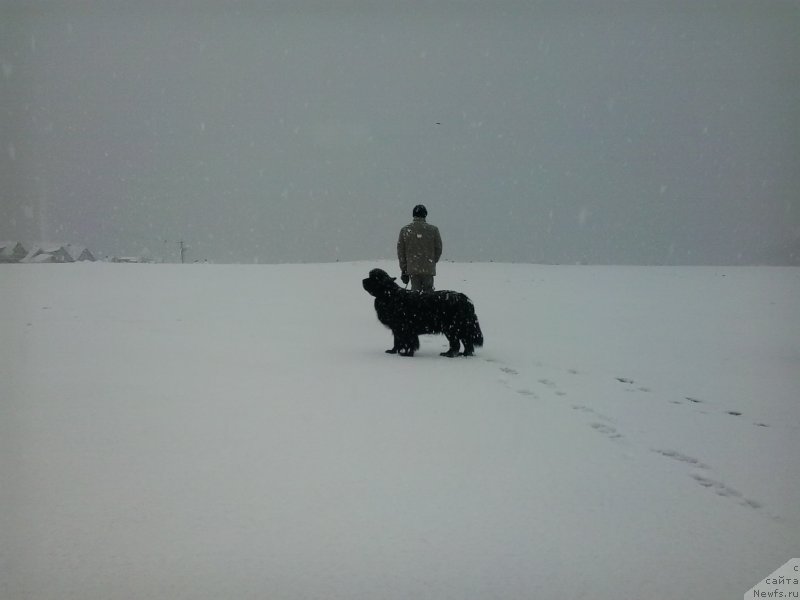 Фото: ньюфаундленд Супер Премиум Мерлин Монро