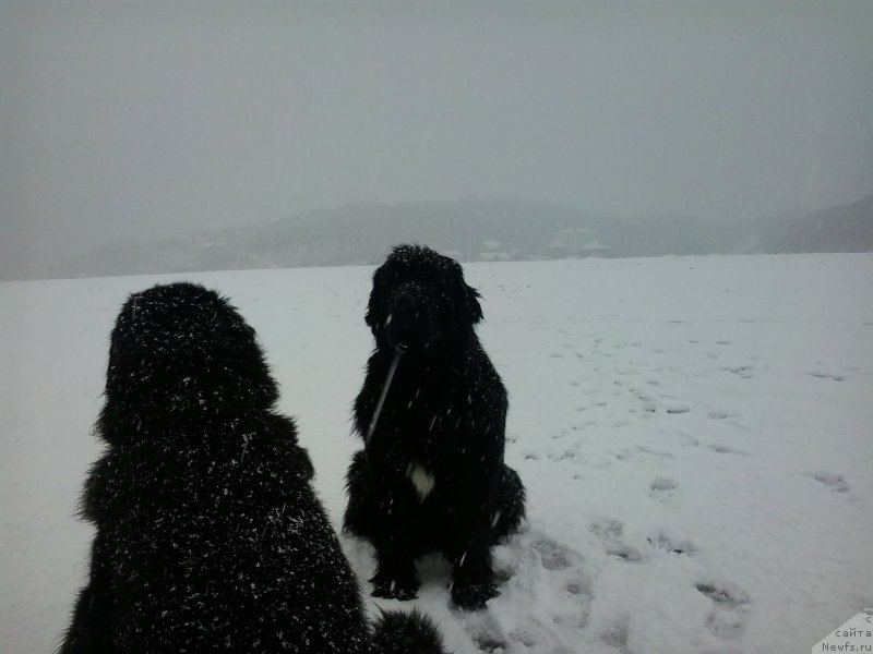 Фото: ньюфаундленд Несси Блэк с  Лесной Заимки, ньюфаундленд Супер Премиум Мерлин Монро