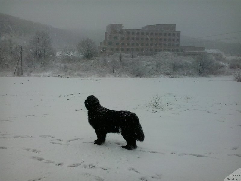 Фото: ньюфаундленд Супер Премиум Мерлин Монро