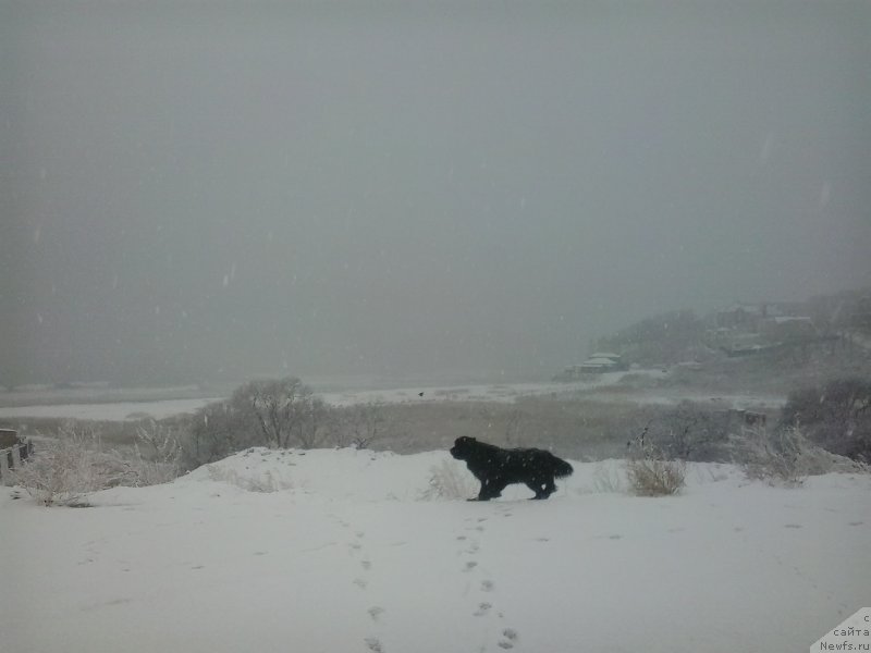 Фото: ньюфаундленд Супер Премиум Мерлин Монро