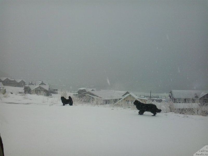 Фото: ньюфаундленд Несси Блэк с  Лесной Заимки, ньюфаундленд Супер Премиум Мерлин Монро