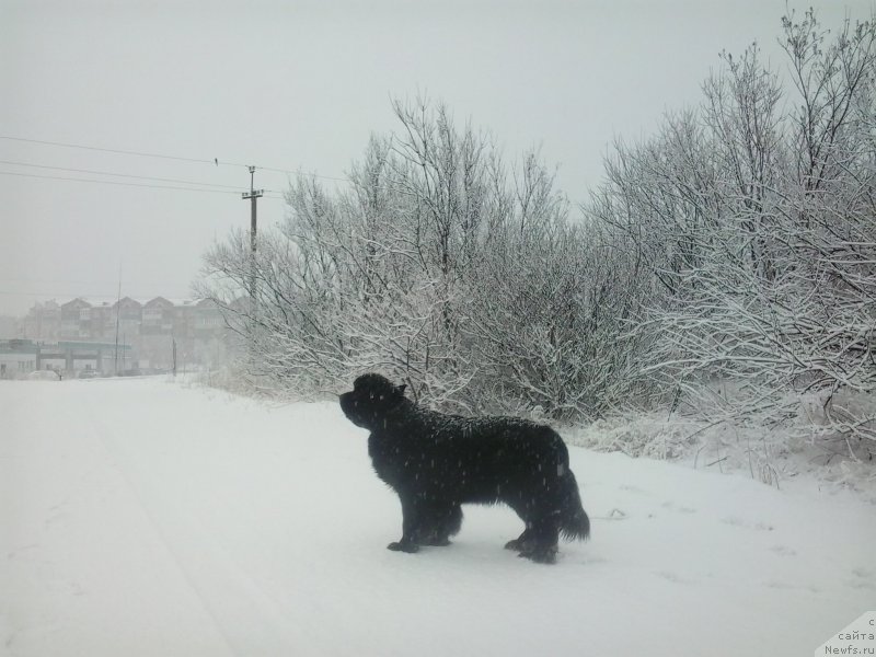 Фото: ньюфаундленд Супер Премиум Мерлин Монро