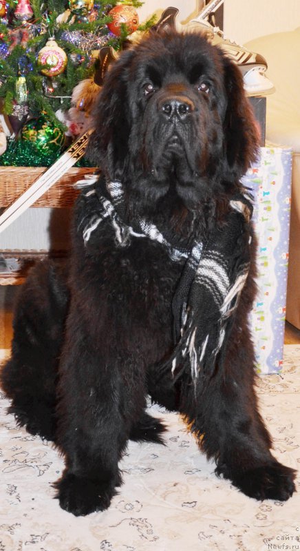 Фото: ньюфаундленд Черная Мафия Шот ин тхе Дарк (Chernaya Mafia Shot in the Dark)