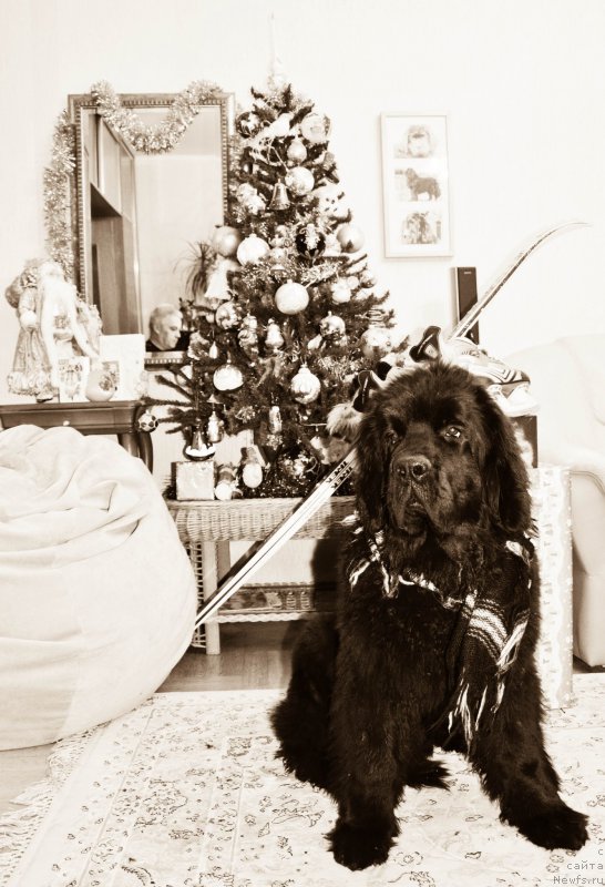 Фото: ньюфаундленд Черная Мафия Шот ин тхе Дарк (Chernaya Mafia Shot in the Dark)