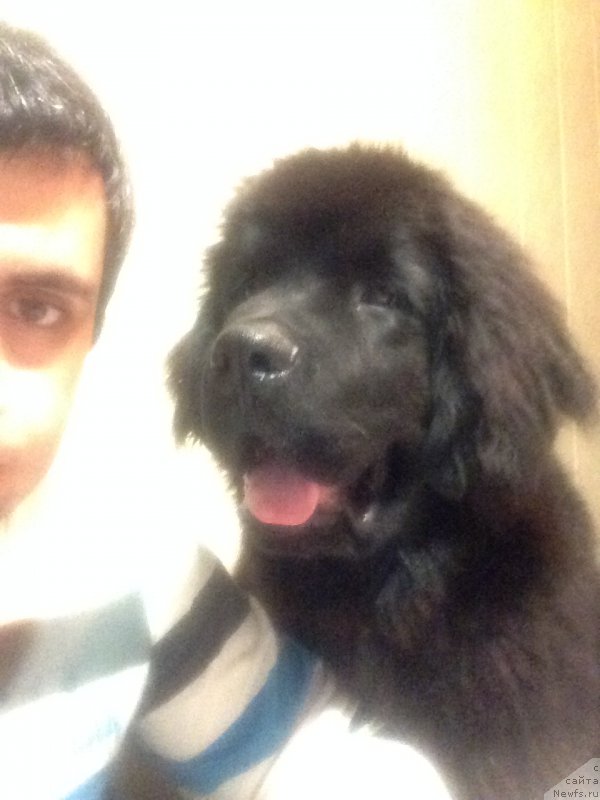 Фото: ньюфаундленд Браунблад МСК Хелфи Бэст Армани (Brownblood MSK Helfi Best Armani), Владимир Хачатрян