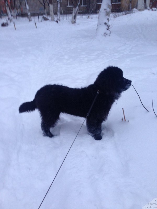 Фото: ньюфаундленд Браунблад МСК Хелфи Бэст Армани (Brownblood MSK Helfi Best Armani)