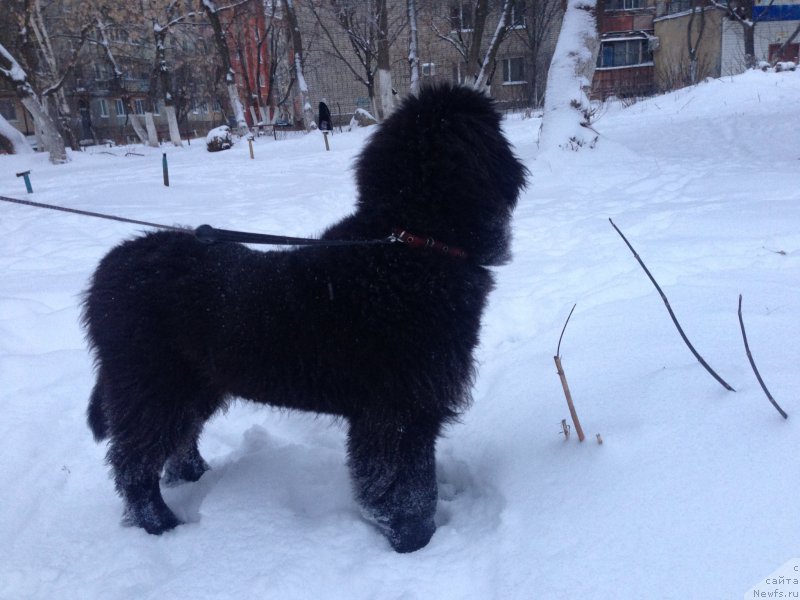 Фото: ньюфаундленд Браунблад МСК Хелфи Бэст Армани (Brownblood MSK Helfi Best Armani)