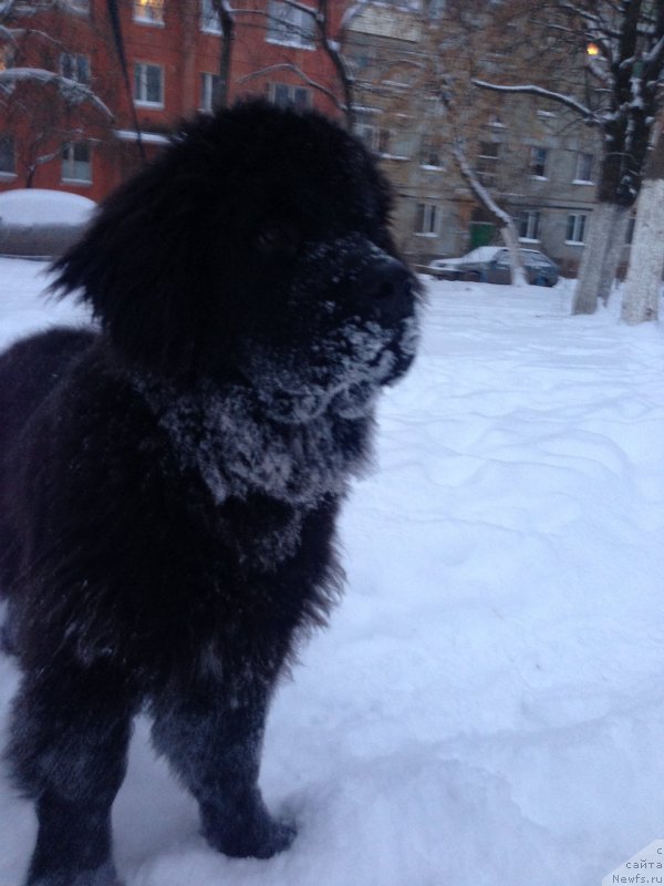 Фото: ньюфаундленд Браунблад МСК Хелфи Бэст Армани (Brownblood MSK Helfi Best Armani)