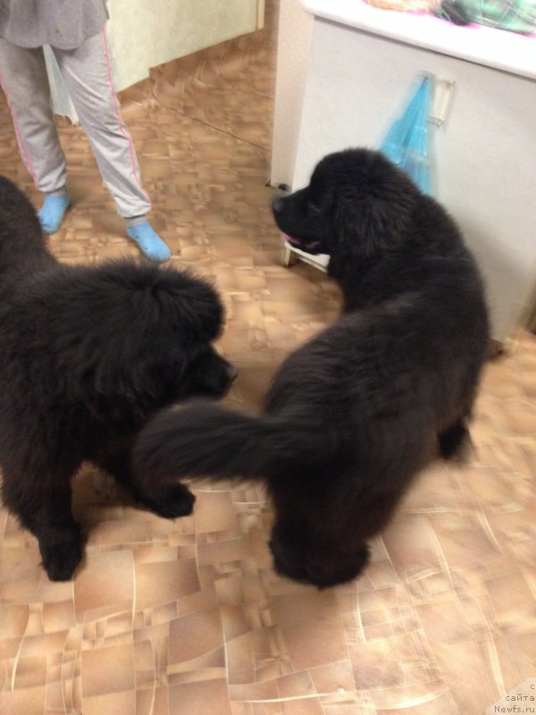 Фото: ньюфаундленд Браунблад МСК Хелфи Бэст Армани (Brownblood MSK Helfi Best Armani)