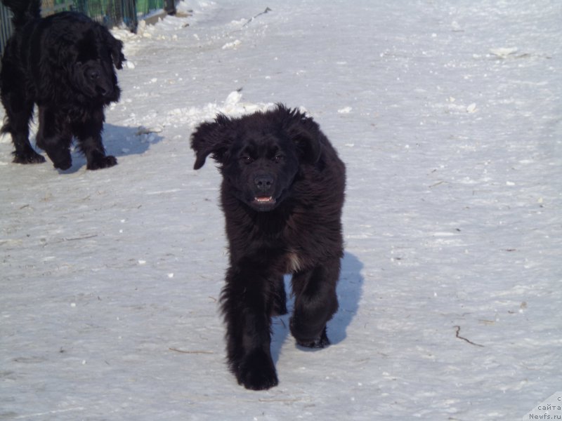 Фото: ньюфаундленд Викториус Смайл