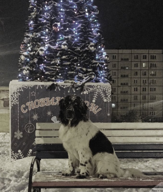 Фотография № 171329