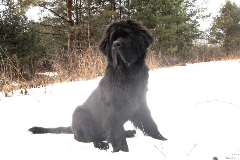 Фото: ньюфаундленд Черная Мафия Шорт анд Свеет (Chernaya Mafia Short and Sweet)