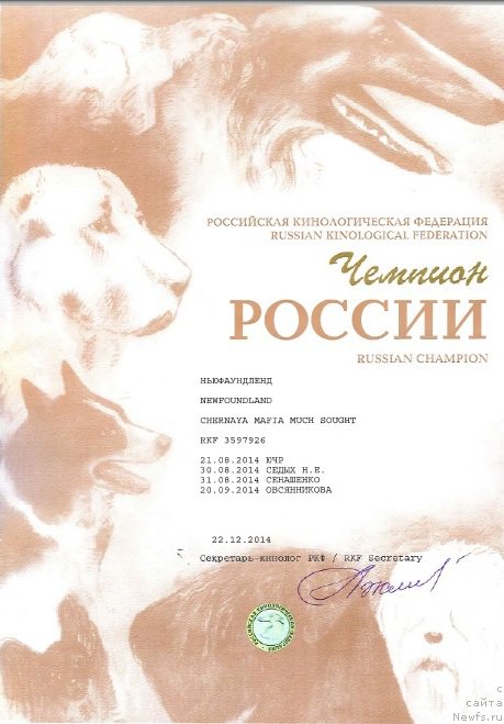 Фото: ньюфаундленд Черная Мафия Муч Соугхт (Chernaya Mafia Much Sought)