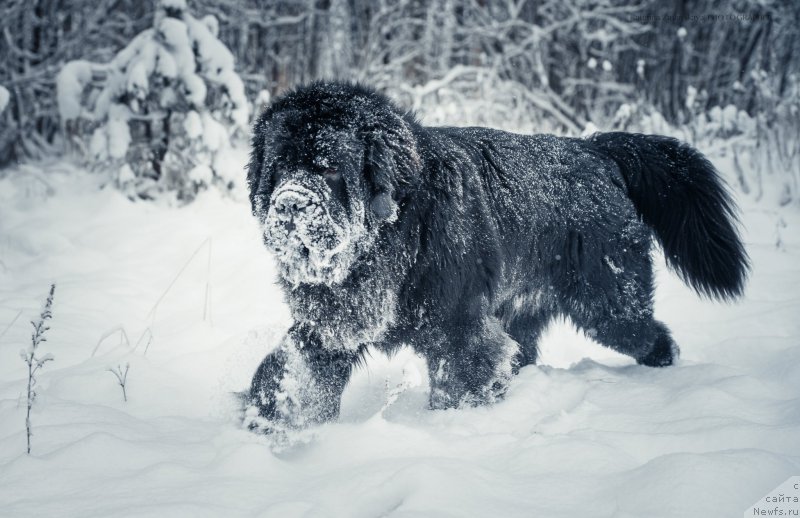 Фото: ньюфаундленд Смигар Ливерпульский Четвертак (Smigar Liverpulsiy Chetvertak)
