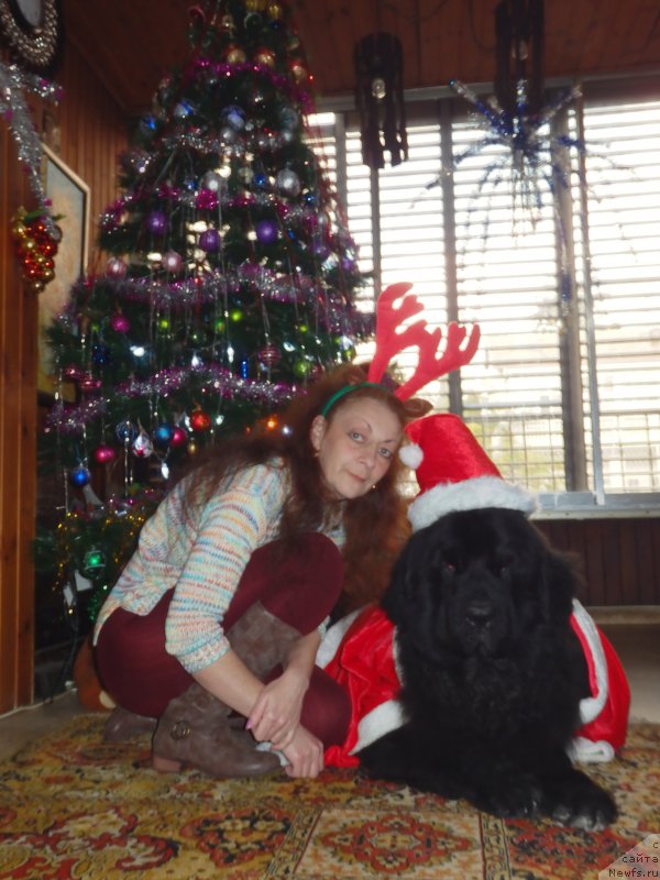 Фото: ньюфаундленд Питерньюф Чао-Какао, Лина Троянская