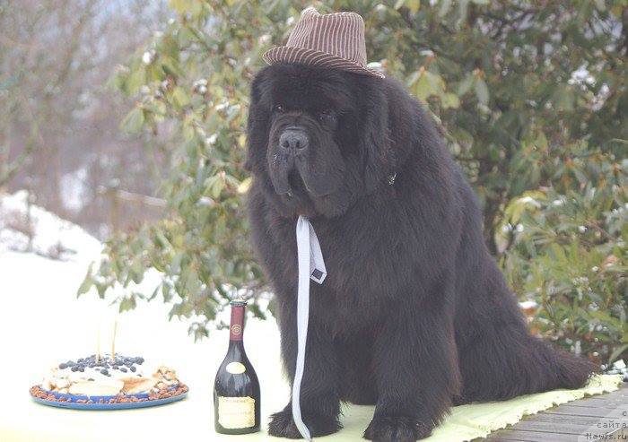 Фото: ньюфаундленд Little Bears On Top of The World