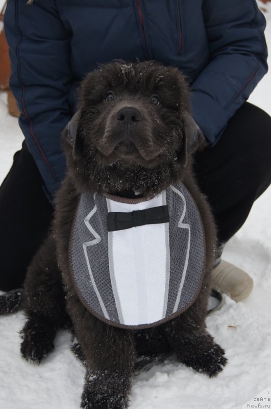 Фото: ньюфаундленд Ангел Хранитель Граффидд (Angel Khranitel Gruffidd)