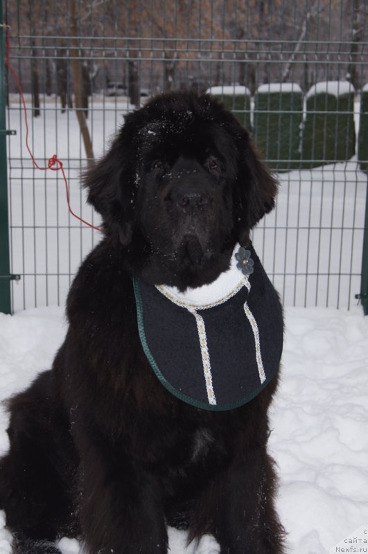 Фото: ньюфаундленд Сент Джонс Лесная Фея