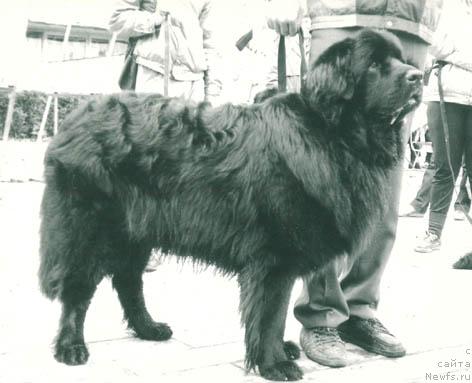 Фото: ньюфаундленд Джон Тейлант