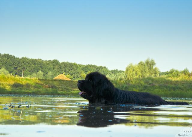 Фото: ньюфаундленд Юган с Тоянова Городка (Ygan s Toyanova Gorodka)