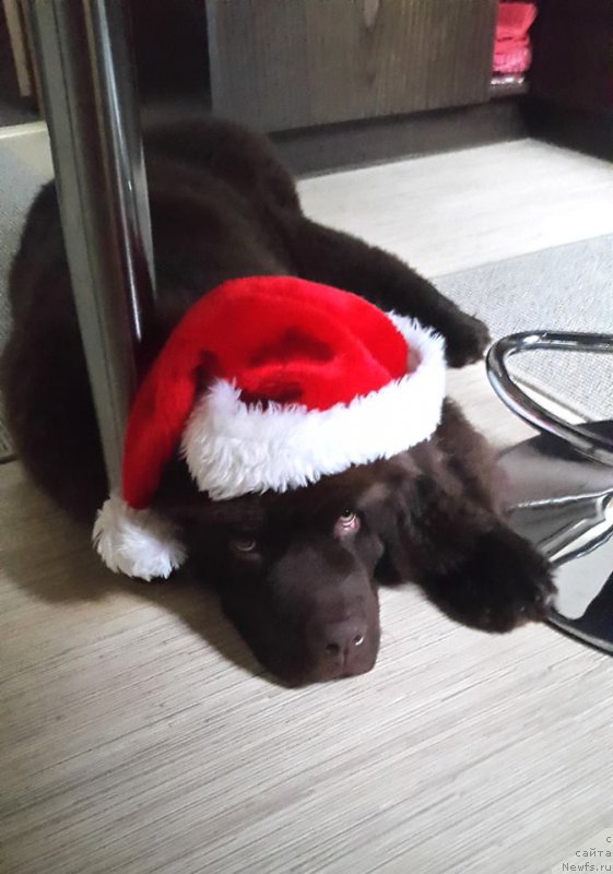 Фото: ньюфаундленд Браунблад МСК Хаиес Хаго (Brownblood MSK Hayes Hago)