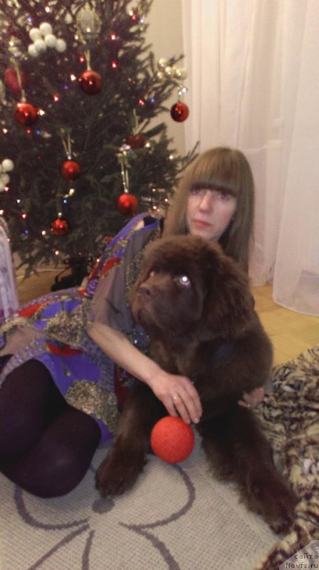 Фото: ньюфаундленд Браунблад МСК Хаиес Хаго (Brownblood MSK Hayes Hago)