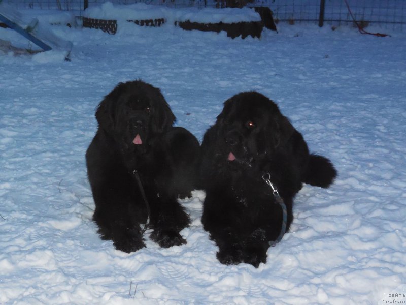Фото: ньюфаундленд Топтыжка Герой Нашего Времени (Toptyzhka Geroy Nashego Vremeni), ньюфаундленд Топтыжка Галатея Морская Нереида (Toptyzhka Galatea Morskaya Nereida)