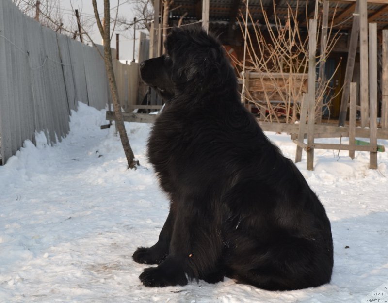 Фото: ньюфаундленд Талисман Моря Мишель