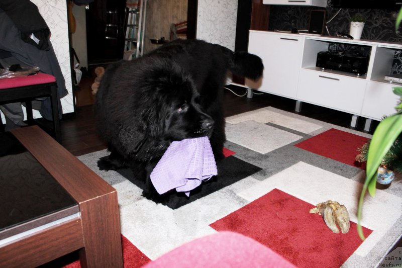 Фото: ньюфаундленд Черная Мафия Шаке анд Плау (Chernaya Mafia Shake and Play)