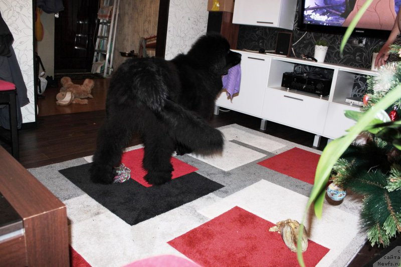 Фото: ньюфаундленд Черная Мафия Шаке анд Плау (Chernaya Mafia Shake and Play)