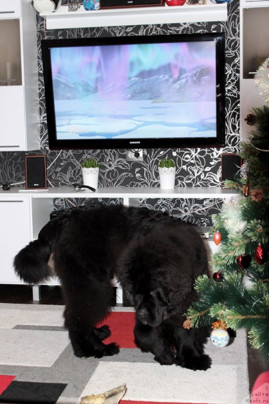 Фото: ньюфаундленд Черная Мафия Шаке анд Плау (Chernaya Mafia Shake and Play)