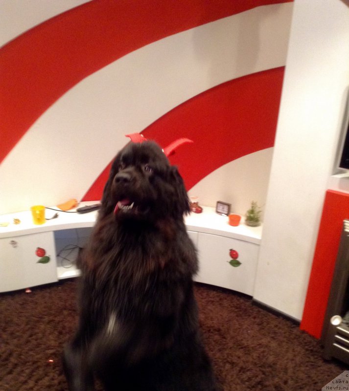 Фото: ньюфаундленд Ван Лен Тайм Олдер