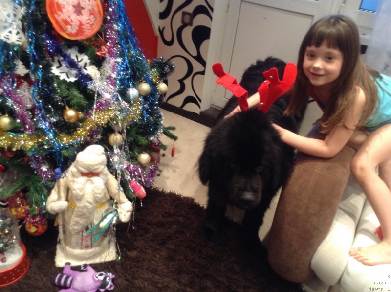 Фото: ньюфаундленд Ван Лен Тайм Олдер