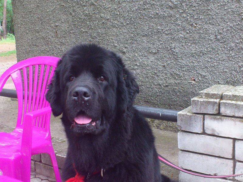 Фото: ньюфаундленд Ай Лав Рич (Ai Love Rich)