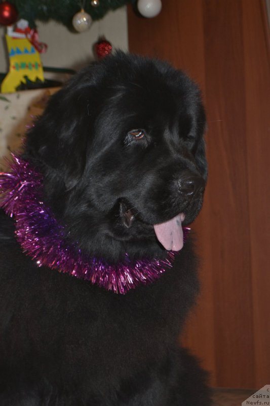 Фотография № 171467