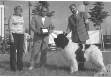 Фото: ньюфаундленд Lifeguard's Chief