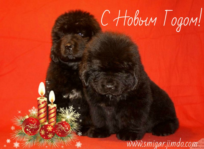 Фото: ньюфаундленд Смигар Эврисинг из Посибл (Smigar Everything iz Possible), ньюфаундленд Смигар Эври Бит ов Май Хат (Smigar Every Beat of My Heart)