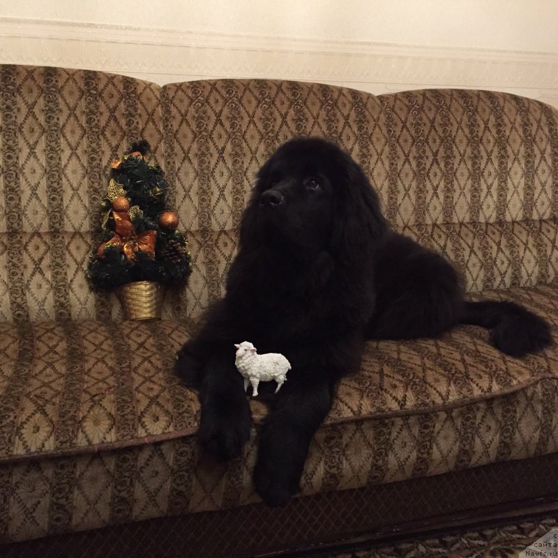 Фото: ньюфаундленд Браунблад МСК Хелфи Бэст Армани (Brownblood MSK Helfi Best Armani)