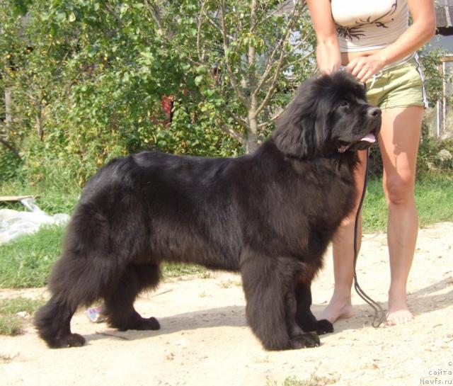 Фото: ньюфаундленд Жолли Вандерфулл из Медвежьего Яра (Zholli Wonderfull iz Medvejyego Yara)